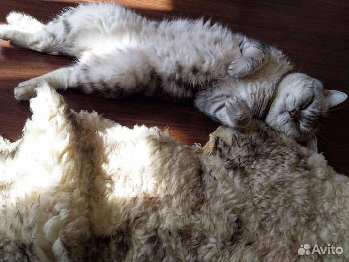 Вязка с породистым британцем с хорошей родословной