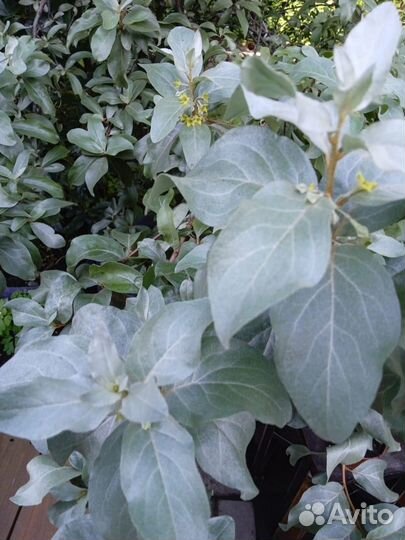 Саженцы и декоративные кустарники