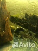 L- сомы, лорикарии, стурисомы,коридорасы