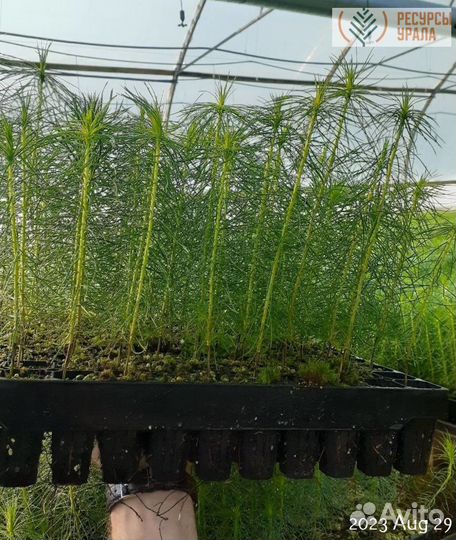 Зкс сосна ель сеянцы Закрытая корневая система