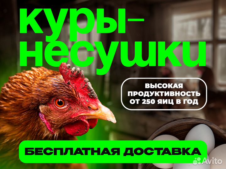 Курочки несушки с доставкой на дом