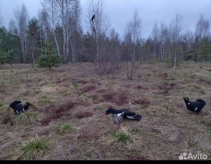 Чучела тетерева набор 5 птиц, подарок мужчине