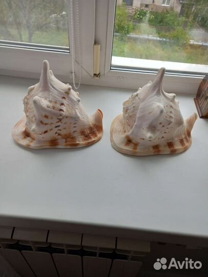 Рвкушка морская