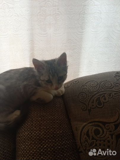 Котята бесплатно