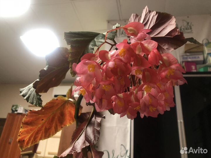 Большой комнатный цветок