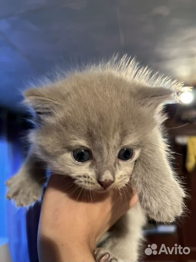 Британская кошка котята