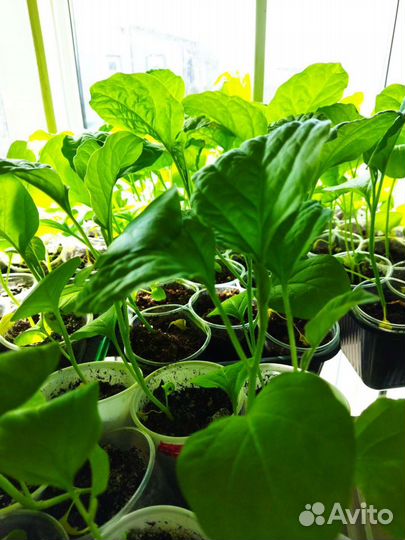 Рассада ассортимент