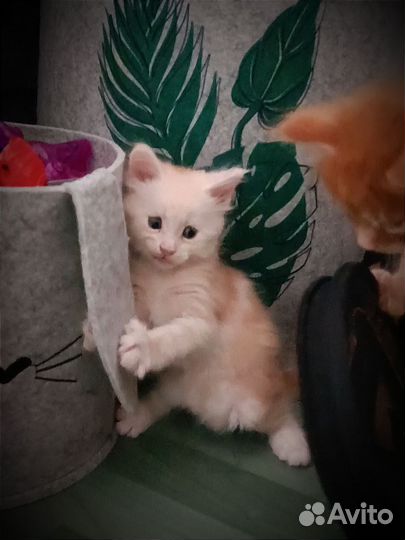 Котята Мейн-кун