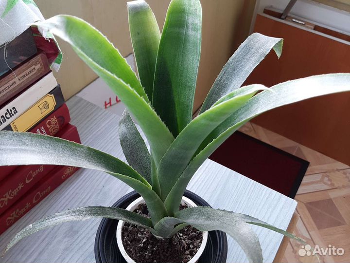 Бильбергия,детки