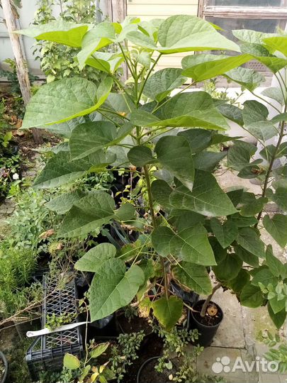 Саженцы экзотических растений