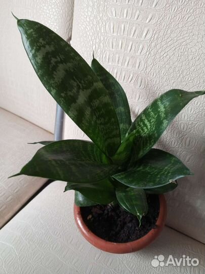 Сансевиерия ханни