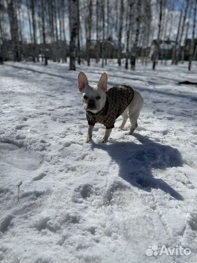 Кофта для собаки