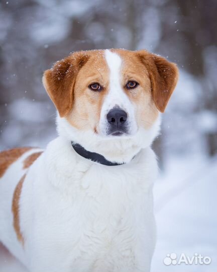 Молодой, ласковый мальчишка. Дружит с детьми