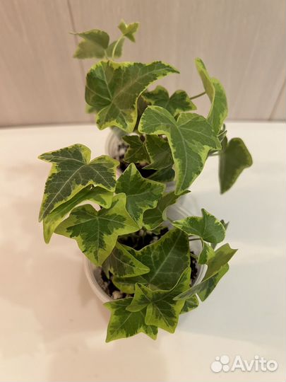 Комнатные растения(излишки). Часть2