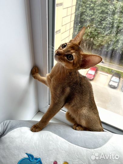 Абиссинский котенок