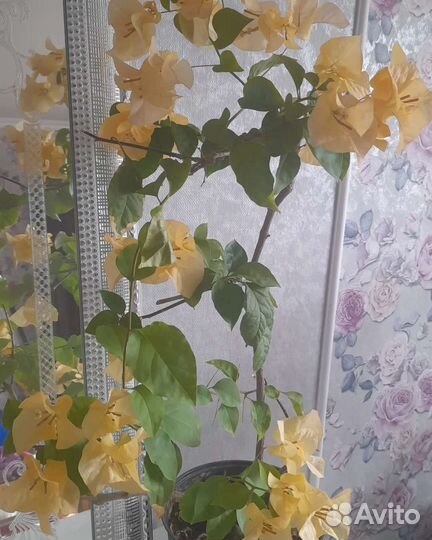 Бугенвиллия