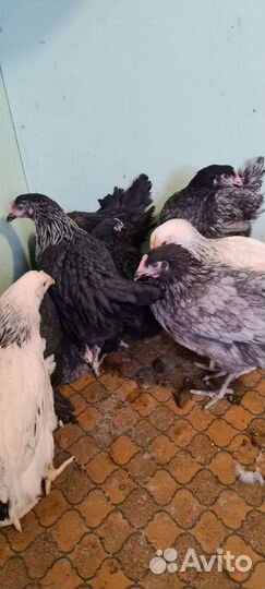 4-6 месячные несушки