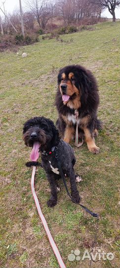 Передержка, выгул, дрессировка