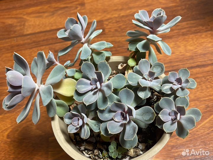 Суккуленты