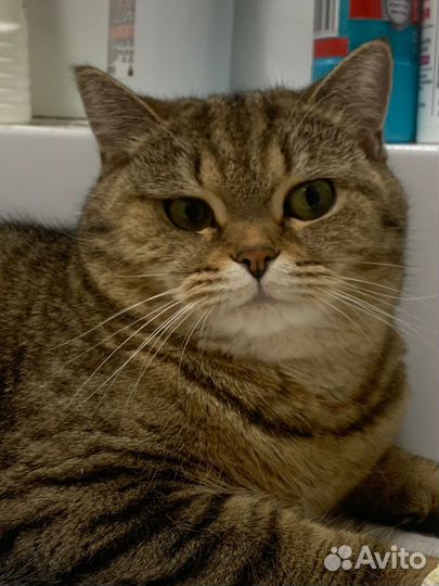 Кошка в дар