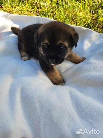 Щенки лабрадора помесь