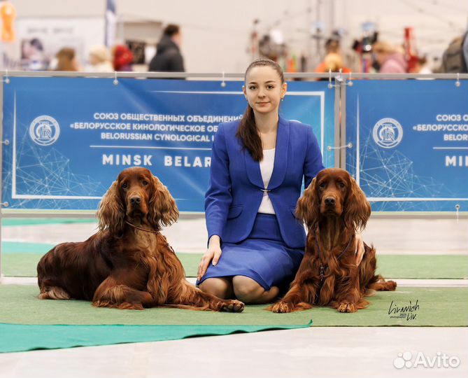 Профессиональный хендлер, фитнес-тренинг