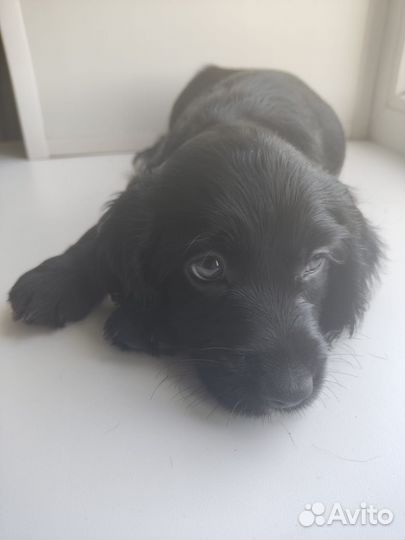 Щенки русского охотничего спаниеля