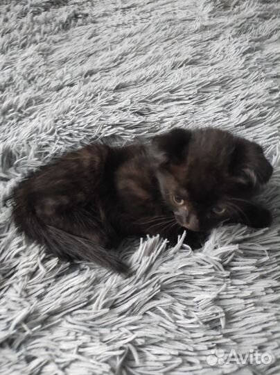 Вислоухие котята