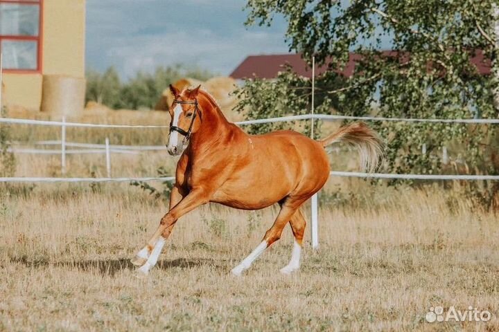 Ганноверский мерин