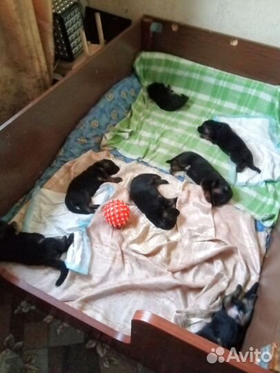 Щенки немецкой овчарки