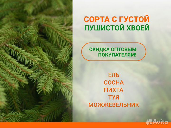 Ель, сосна, туя, пихта, можжевельник из питомника