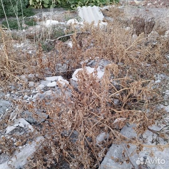 Гербицид торнадо 540