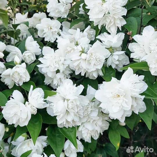 Жасмин чубушник