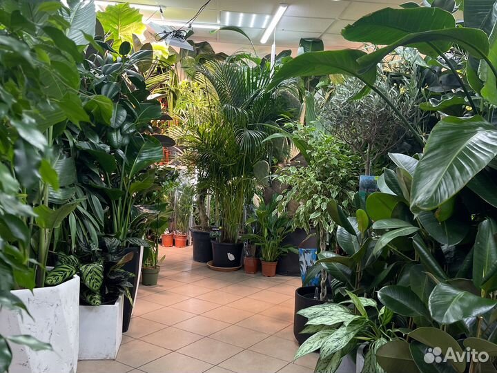 Замиокулькас