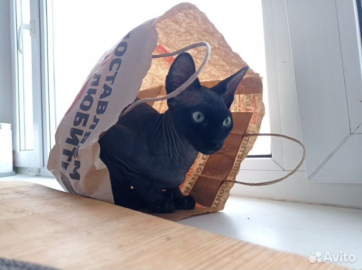 Вязка Канадского Сфинкса