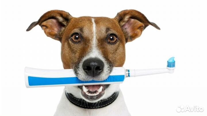 Ветеринарные услуги Ультразвуковая чистка зубов