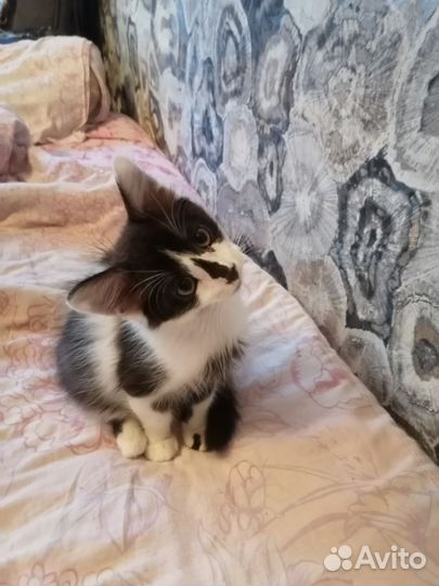 Котятки в добрые руки