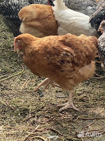 Куры Орпингтон