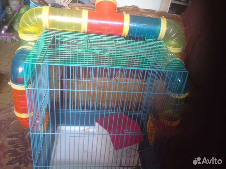 Хомячки сирийские,джунгарские