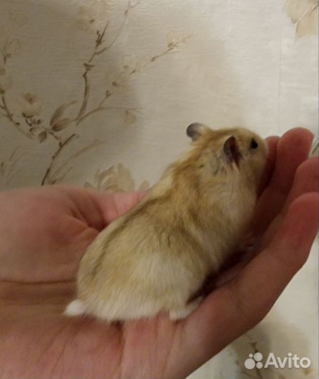 Джунгарские хомячки