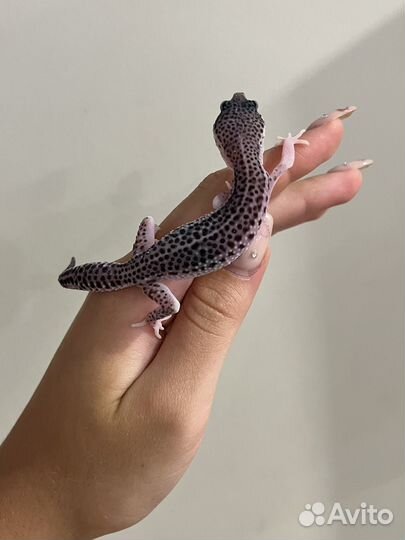 Геккон эублефар