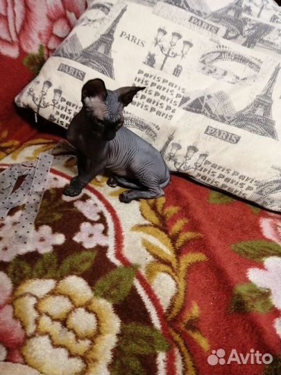 Донской сфинкс