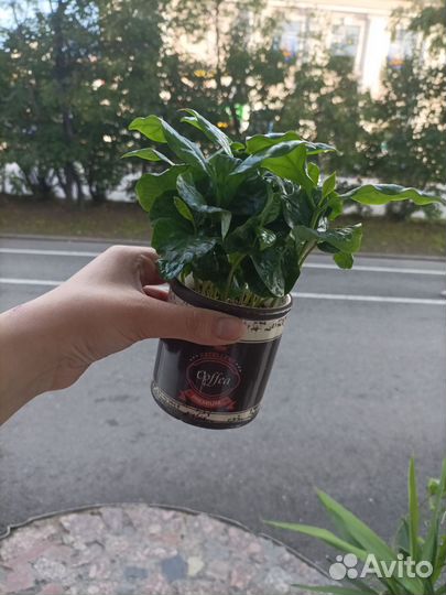 Кофе арабика