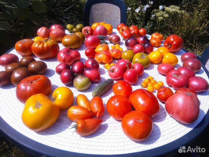 Семена коллекционных томатов, гномов, 200 сортов