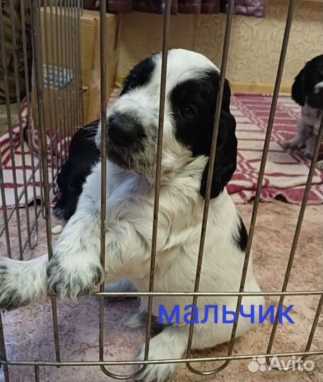 Русский охотничий спаниель щенки