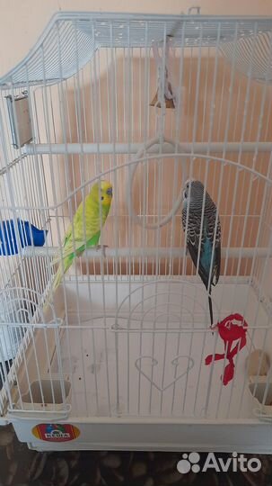 Волнистые попугаи с клеткой