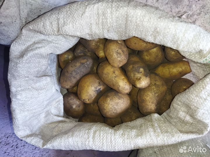Картофель