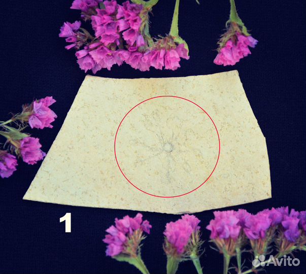 Криноидеи (пелагические, плавающие) и Бластоидеи