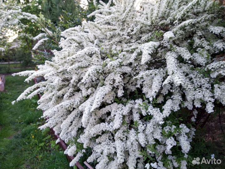 Спирея Грефшейм