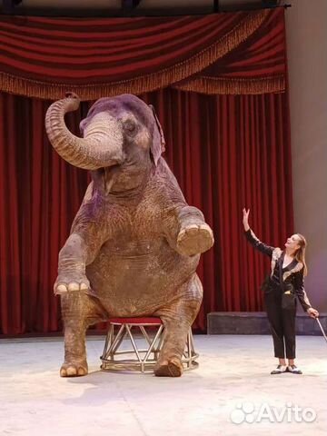 Уголок Дурова